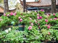 图集 | 大观公园牡丹花迎接游客过新年