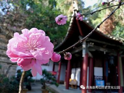 玉溪通海：初春时节，秀山花开待客来