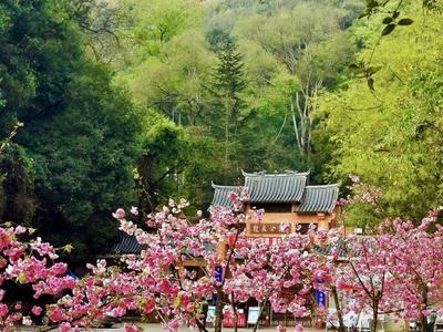 春到易门：柳翠莺啼花着锦，和融春光漫水城