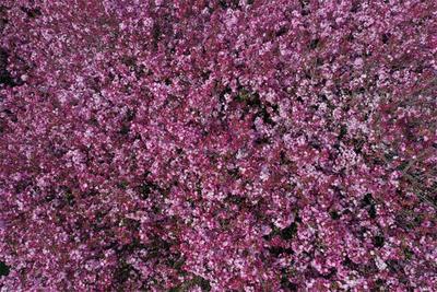 楚雄牟定：海棠花开醉春风