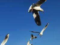 【图集 | 一别又一年 再在昆明看看红嘴鸥吧】