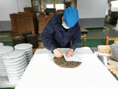 做好茶叶的“心上仁”！普洱景谷深入开展非遗项目田野调查工作