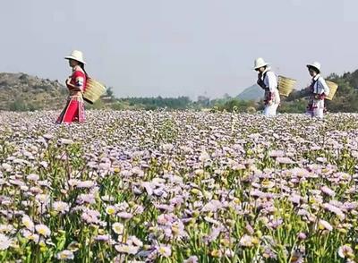 读书 | 叶萍老师文集《一路拈花》有感：一路欢歌 拈花微笑