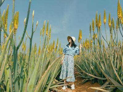 春日美景，千万不要错过元江这一片芦荟花海！