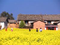 图集 | 乌龙渔村风光正好 油菜花开引人入胜