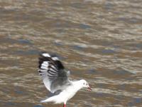 【图集 | 一别又一年 再在昆明看看红嘴鸥吧】