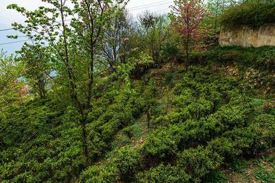 就爱去云南 | 老姆登茶园：寻茶正当时！