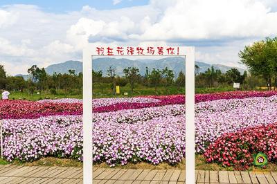 【中国最佳爱情表白地】 遇见花海 邂逅你