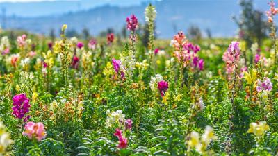 金鱼草花海绽放，来华侨城阳宗海踏青赏花  
