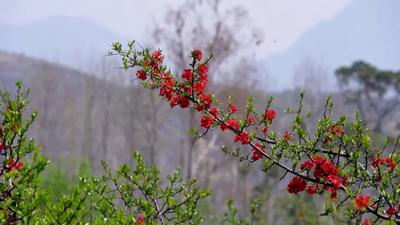 【美丽大理】洱海源头“娇艳似火” 踏春赏花正当时