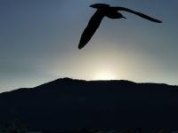 【图集 | 一别又一年 再在昆明看看红嘴鸥吧】