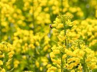图集 | 乌龙渔村风光正好 油菜花开引人入胜