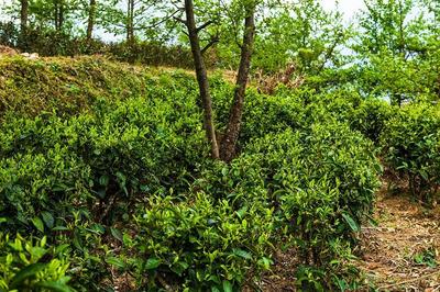 就爱去云南 | 老姆登茶园：寻茶正当时！
