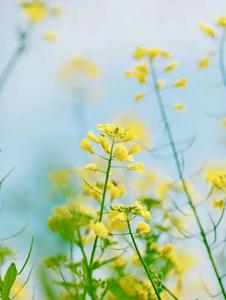 文山三月 人随春好