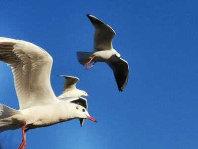 【图集 | 一别又一年 再在昆明看看红嘴鸥吧】