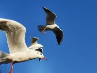 【图集 | 一别又一年 再在昆明看看红嘴鸥吧】