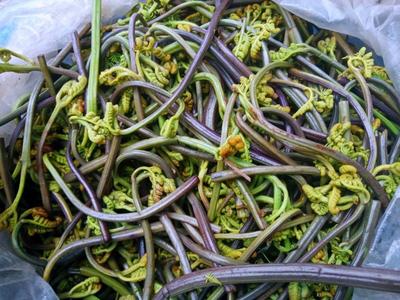 春日限定，怒江野菜正当“食”！
