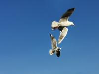 【图集 | 一别又一年 再在昆明看看红嘴鸥吧】