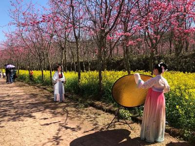 春日限定｜新平磨盘山樱花盛开，赶紧来打卡