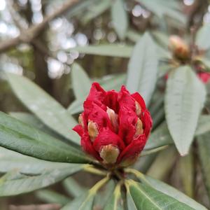 人间三月芳菲始 保山龙陵马缨花开映山红