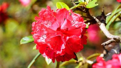 永仁县：宜就镇居心克土村的农旅融合“鲜”花样
