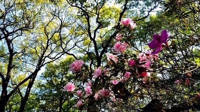 第二十届昆明杜鹃花节启幕 黑龙潭公园邀您一起踏青赏花
