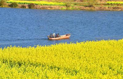 油菜花开正当时，七彩云南邀您共赴一场春意阑珊的视觉盛宴