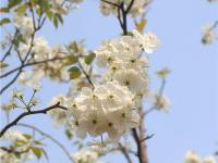 春赏梨花秋尝梨！个旧加级寨万亩梨花美如画