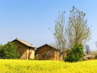 图集 | 乌龙渔村风光正好 油菜花开引人入胜