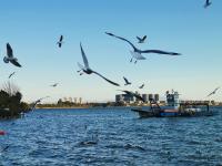 【图集 | 一别又一年 再在昆明看看红嘴鸥吧】