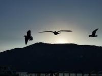 【图集 | 一别又一年 再在昆明看看红嘴鸥吧】