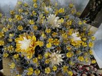 【图集 | “女神节” 到岔街花市 选束花送给女神】