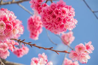 玉溪：春光美如斯 赏花正当时