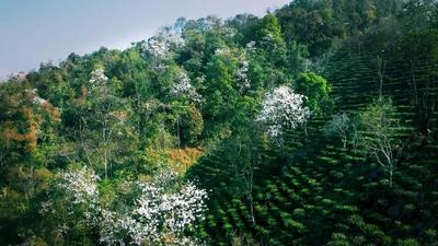 “食”花季丨把西双版纳的春天装进胃里
