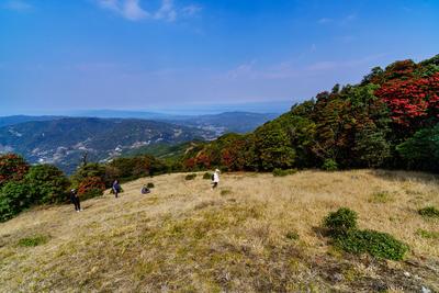 人间三月芳菲始 保山龙陵马缨花开映山红