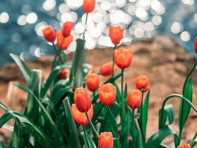 【中国最美乡愁带】38张绝美壁纸！一键收藏大理的春天