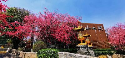 【中国最佳爱情表白地】见一面吧！就在樱花盛放的大理！