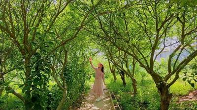 春日休闲游玩好去处，元江良丰庄园等你来！