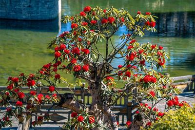 踏青来逛“御花园” 赏大理垒翠园的明畅春光