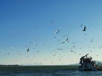 【图集 | 一别又一年 再在昆明看看红嘴鸥吧】