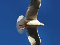 【图集 | 一别又一年 再在昆明看看红嘴鸥吧】