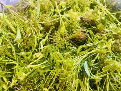 玉溪：春来万物生，莫负好“食”光