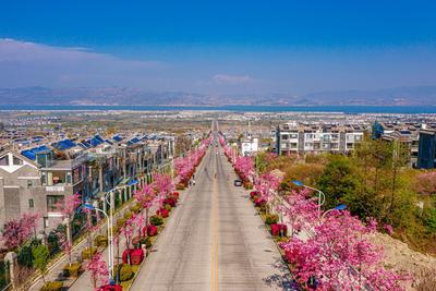 【中国最佳爱情表白地】见一面吧！就在樱花盛放的大理！