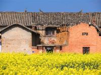 图集 | 乌龙渔村风光正好 油菜花开引人入胜
