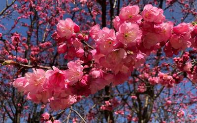 春日限定｜新平磨盘山樱花盛开，赶紧来打卡