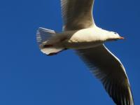 【图集 | 一别又一年 再在昆明看看红嘴鸥吧】