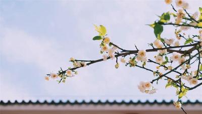 赏得百花又一春！普洱踏春赏花攻略“鲜香”出炉