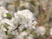 春赏梨花秋尝梨！个旧加级寨万亩梨花美如画