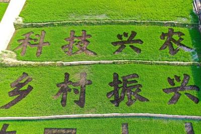 孟连贺哈多彩水稻，“绘”出壮美乡村画卷！