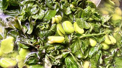 永仁：斑鸠菜煮蚕豆米 春天的乡野滋味